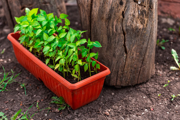 Pepper seedlings in brown plastic pot stand on ground near blooming tree.