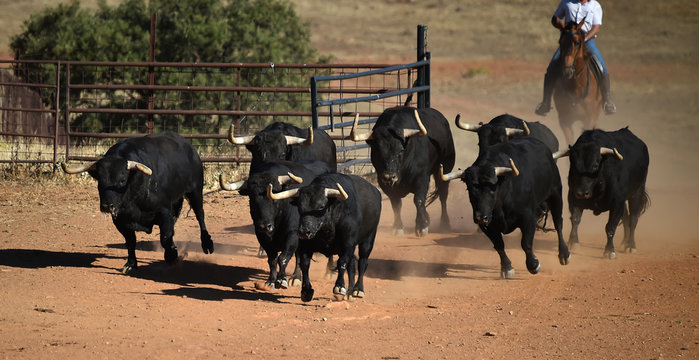 group of Bulls on the spanish catlle farm