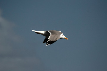 Obraz premium Gaviota volando en solitario frente al cielo azul