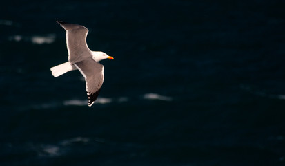 Gaviota volando sobre maz azul oscuro cerca de la costa.