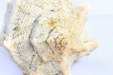 Detail macro of a marine seashell. Amazing colorful shell and luxury pearl texture