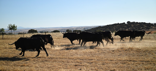 un grupo de toros corriendo en una ganaderia