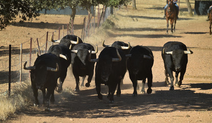 un grupo de toros corriendo en una ganaderia