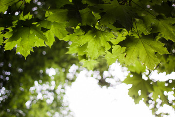 Fototapeta na wymiar green maple leaves in the sun