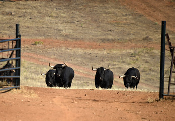 group of Bulls on the spanish catlle farm