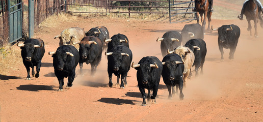 un grupo de toros corriendo en una ganaderia