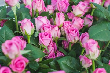Fototapeta premium Rose Aqua variety on a bush