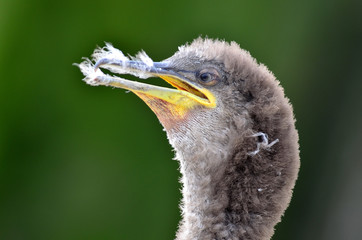 Cormorán