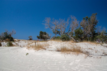 trees in the sands