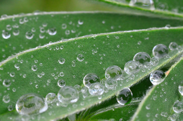 Gotas