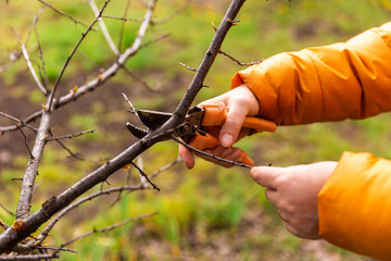 Spring pruning of tree branches and shrubs. Female hands in white gloves with an orange pruner cut...