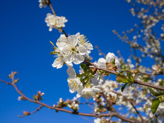 cherry tree flowers