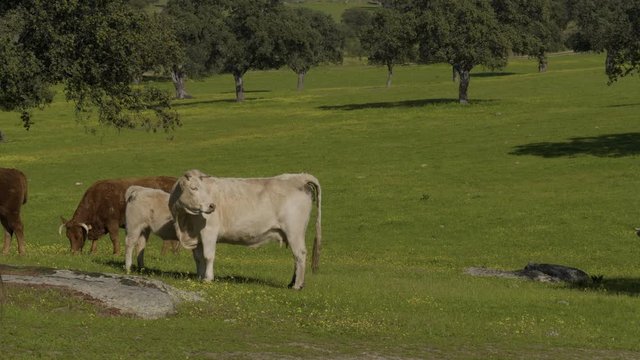 Retinta breed calves grazing in the spring of the Pedroches Valley. Limousin. Angus