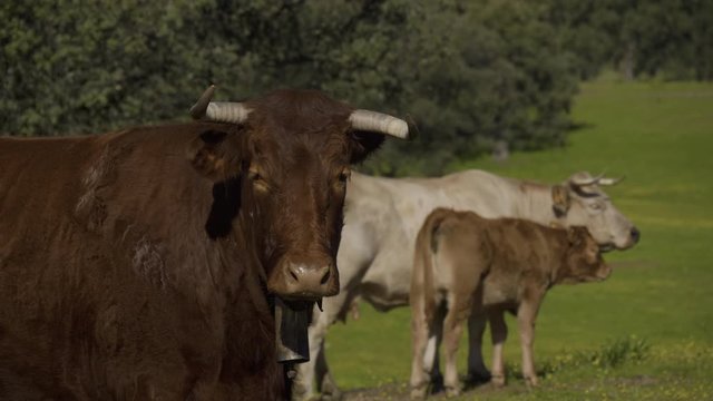 Retinta breed calves grazing in the spring of the Pedroches Valley. Limousin. Angus