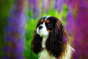 Portrait of a Cavalier king Charles Spaniel dog in a field of purple Lupin flowers