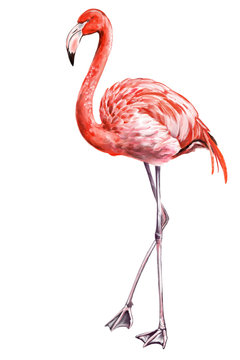 Flamingo is a beautiful bird, art illustration painted with watercolors isolated on white background