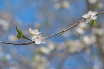 Cherry blossoms . Spring flowers