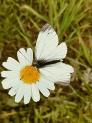 white butterfly close-up on a camomile