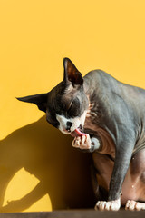 Hairless cat licks on a yellow Colour background. Stylish Hairless Sphinx Canadian Morning Hygiene. Trending animals. Pet feline stylish wrinkled folds modern thoroughbred naked leather skin sphynks