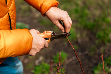 Spring pruning of tree branches and shrubs. Female hands in white gloves with an orange pruner cut...