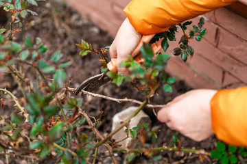 Spring pruning of tree branches and shrubs. Female hands in white gloves with an orange pruner cut...
