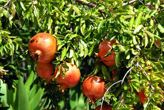 Pomegranate tree with ripe fruit, Benaque, Andalusia, Spain.