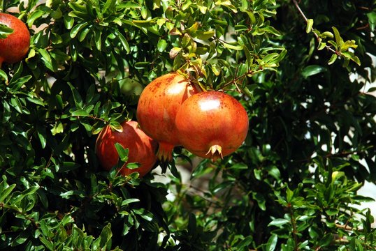Pomegranate tree with ripe fruit, Benaque, Andalusia, Spain.