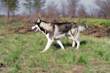 dog of the Siberian Husky breed walks on a green field