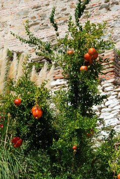 Pomegranate tree with ripe fruit, Benaque, Andalusia, Spain.