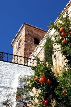 Pomegranate tree with the church (Parroquia de la Encarnacion) tower to the rear, Benaque, Andalusia, Spain.