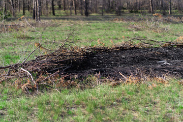small fire burnt trees on a green field coals on earth
