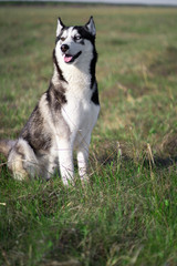 dog of the Siberian Husky breed walks on a green field