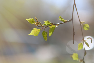 The branch with green young leaves on a blurred background in the sunlight.  Birch blossoms catkins (buds) on a white birch tree in early spring.