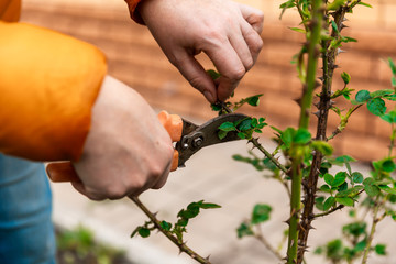 Spring pruning of tree branches and shrubs. Female hands in white gloves with an orange pruner cut...