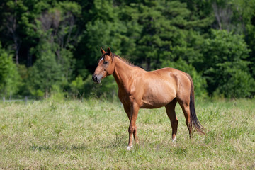 Naklejka na ściany i meble Brown horse with beautiful mane walking through a meadow in Quebec, Canada