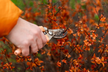 Spring pruning of tree branches and shrubs. Female hands in white gloves with an orange pruner cut...