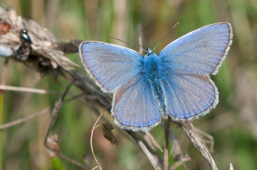 Schmetterling aus Deutschland