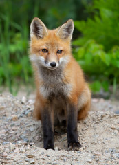 Red fox kit (Vulpes vulpes) sitting by the road in Algonquin Park, Canada in autumn