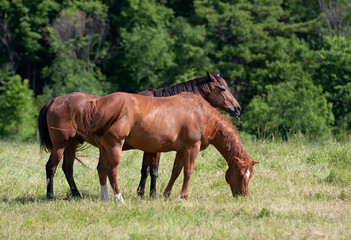 Two brown horses grazing in a field in rural Quebec, Canada