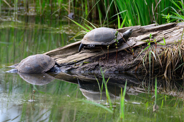 Europäische Sumpfschildkröte	