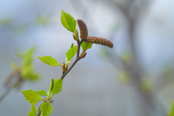 Fototapeta premium Young spring green leaves bloom on the birch. Birch blossoms catkins (buds) on a white birch tree in early spring.