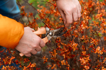 Spring pruning of tree branches and shrubs. Female hands in white gloves with an orange pruner cut...