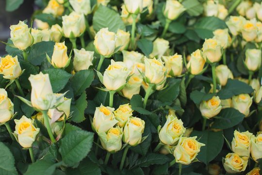 Ilios rose in the flowerbed