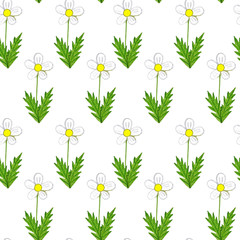 Seamless pattern with daisy on white background, hand painted watercolor illustration