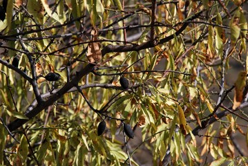 Scorched almonds on a tree after a forest fire, Macharaviaya, Andalusia, Spain.