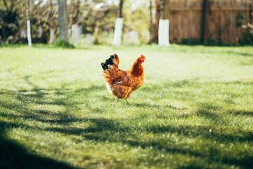 Chickens in the yard on the grass