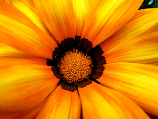 pollen on stamens and pistils