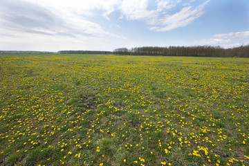 Zakwitły łąki pełne Mniszka pospolitego zwanego Mniszkiem lekarskim  (Taraxacum officinale F.H. Wiggers coll.) który jest stosowany w medycynie ludowej