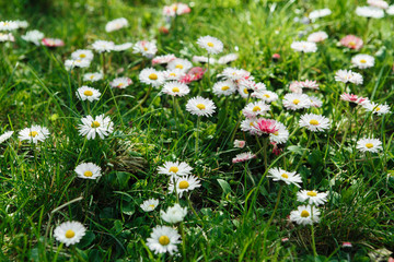 Closeup of daisy in garden . Bellis perennis © Iryna
