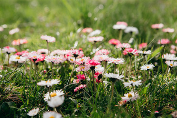 Closeup of daisy in garden . Bellis perennis © Iryna